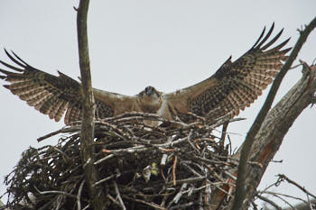 Wildlife Yellowstone<br>NIKON D4, 850 mm, 450 ISO,  1/1600 sec,  f : 8 